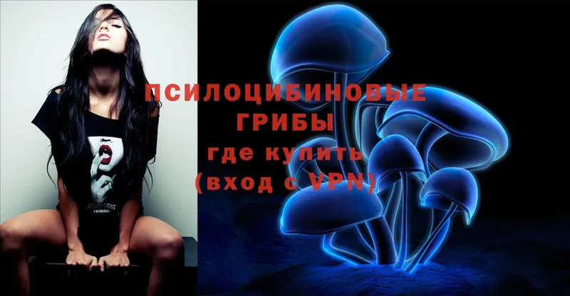 Псилоцибиновые грибы Psilocybe  как найти   kraken зеркало  Кизляр 